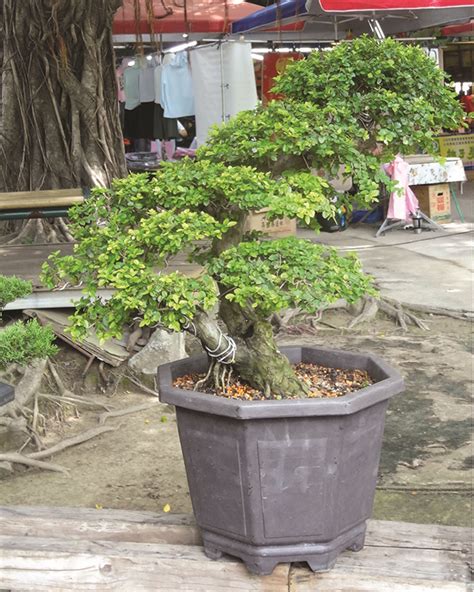 榕樹盆栽風水|【榕樹在風水上的作用】榕樹盆景的風水作用 